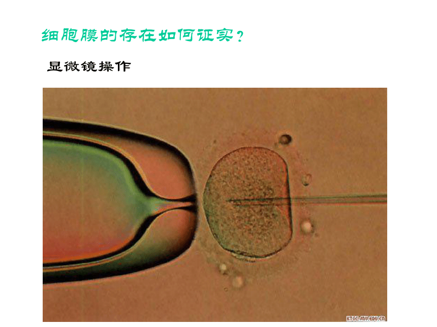 人教版高中生物必修一3.1：细胞膜——系统的边界(35张PPT)