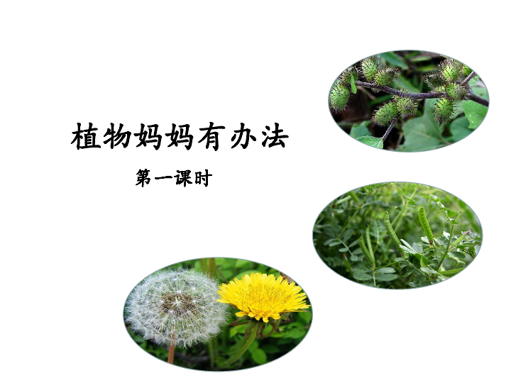 二年级上册语文课件-植物妈妈有办法  (共37张PPT)（2课时）