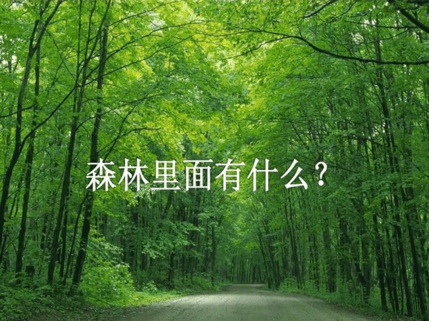 草虫的村落   课件