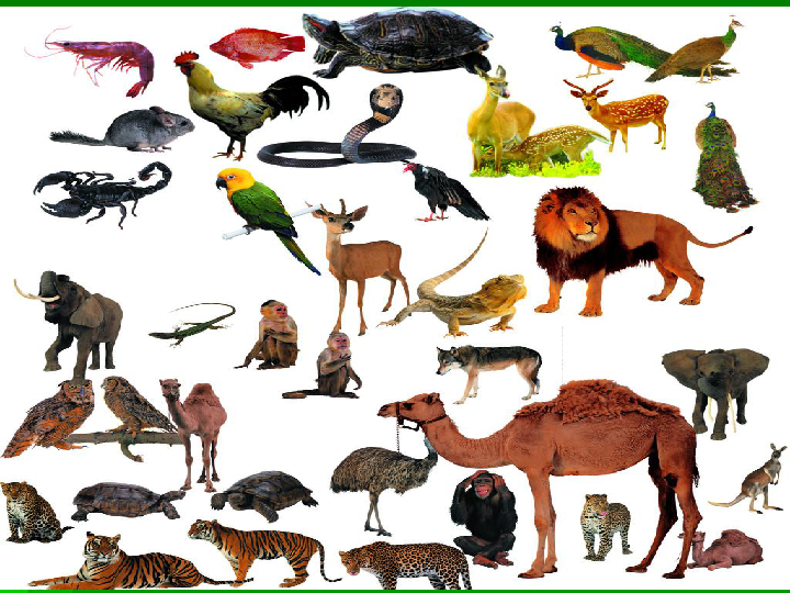 北师大版八下生物224动物的主要类群课件共30张ppt