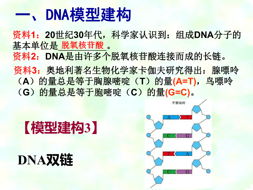 DNA的分子结构和特点