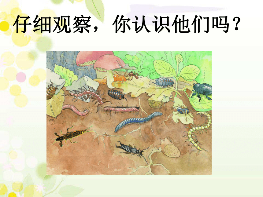 青岛版科学一 下 14 土壤里的小动物 课件（共26张PPT）