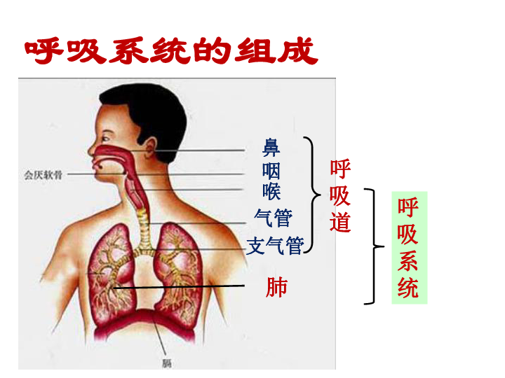 呼吸道组织结构图图片