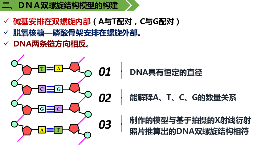 一條脫氧核苷酸鏈的片段10氫鍵9鹼基對8胸腺嘧啶脫氧核苷酸7磷酸6脫氧