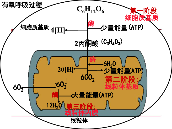 高中生物人教版必修一第3节-ATP的主要来源---细胞呼吸（共29张PPT）
