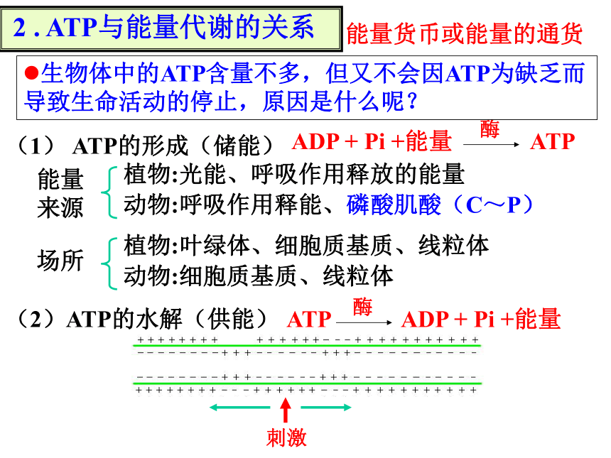 高三理科基础复习课件:酶与ATP