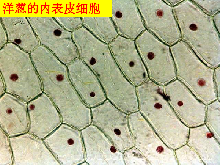 青菜表皮细胞图片