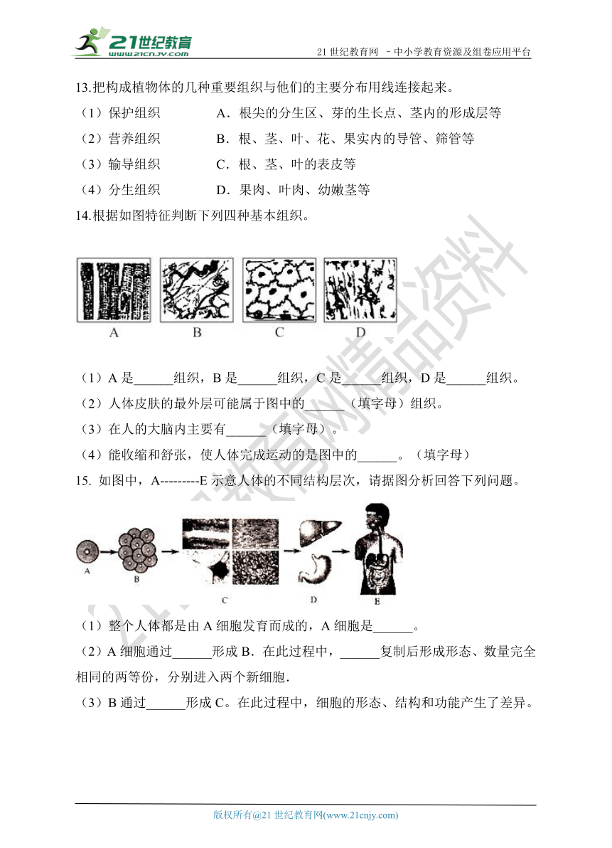 2.3《生物体的结构层次》第1课时 练习