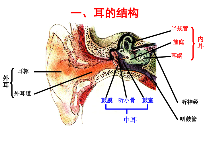 冀少版七年级下册生物：4．1 信息的获取课件 （共19张PPT）