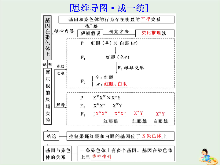 2020届   一轮复习 苏教版 基因在染色体上和伴性遗传 课件（56张）