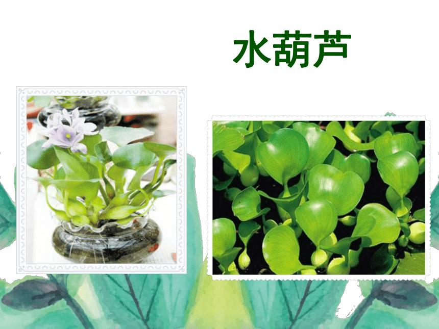 1.4 水生植物 课件