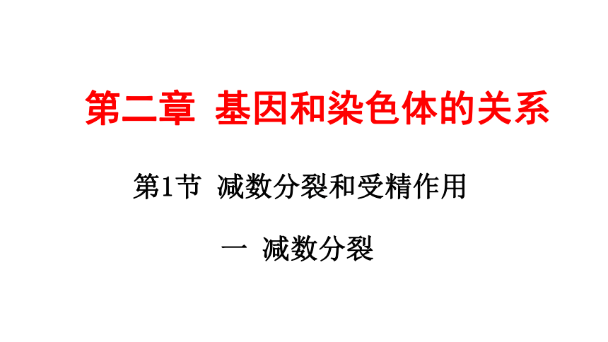 2020-2021学年高一生物人教版必修二2.1减数分裂与受精作用课件 （62张ppt）