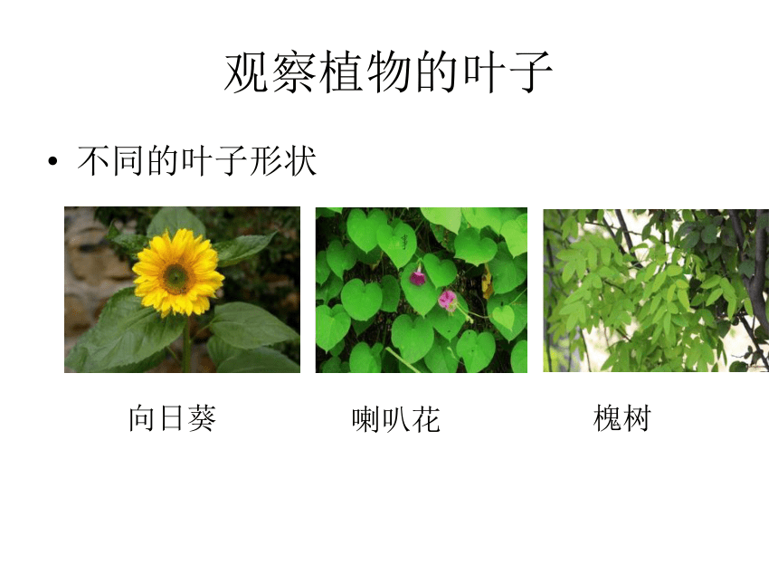 5认识植物 课件