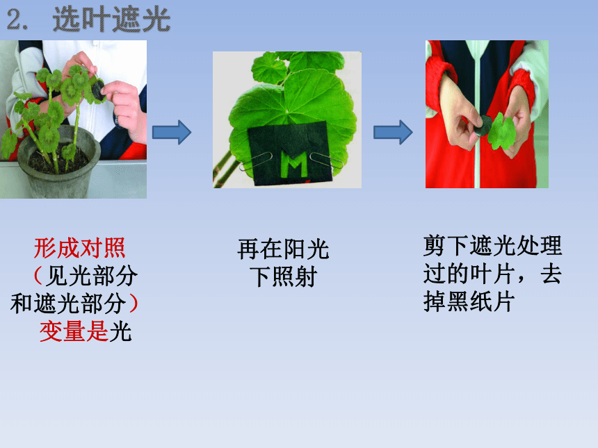 2018届中考生物复习课件：绿色植物的光合作用和呼吸作用(共33张PPT)