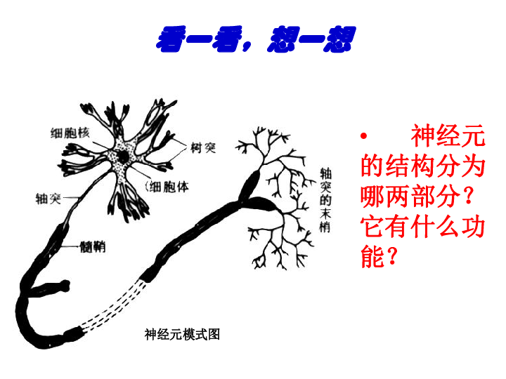 神经系统的组成