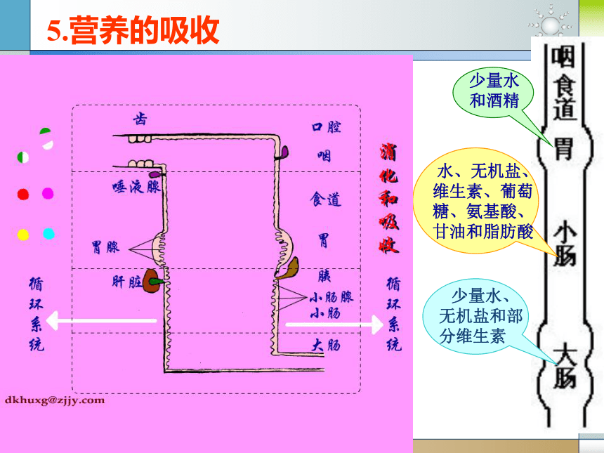 人体新陈代谢[下学期]