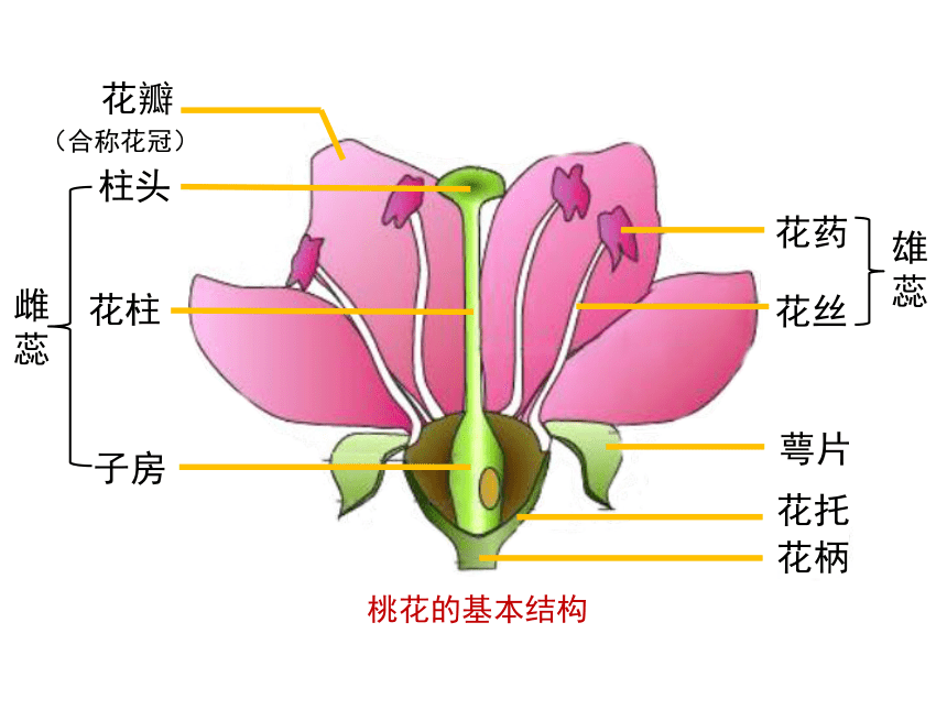 桃花雄蕊的形状图片