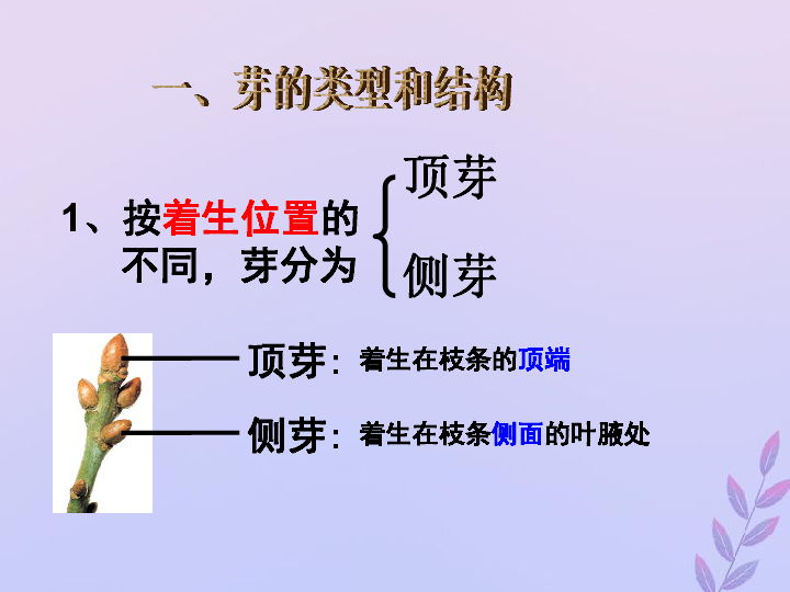 八年级生物上册第四单元物种的延续第一章绿色开花植物的一生第六节芽的类型和发育课件（33张ppt）