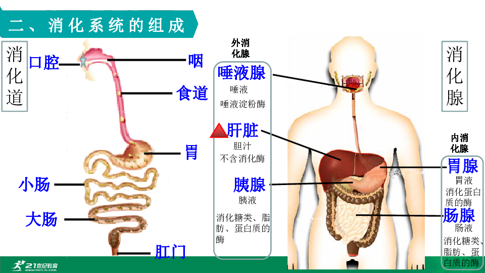 2020年春人教七下生物第二章第二节什么是消化、吸收 教学课件