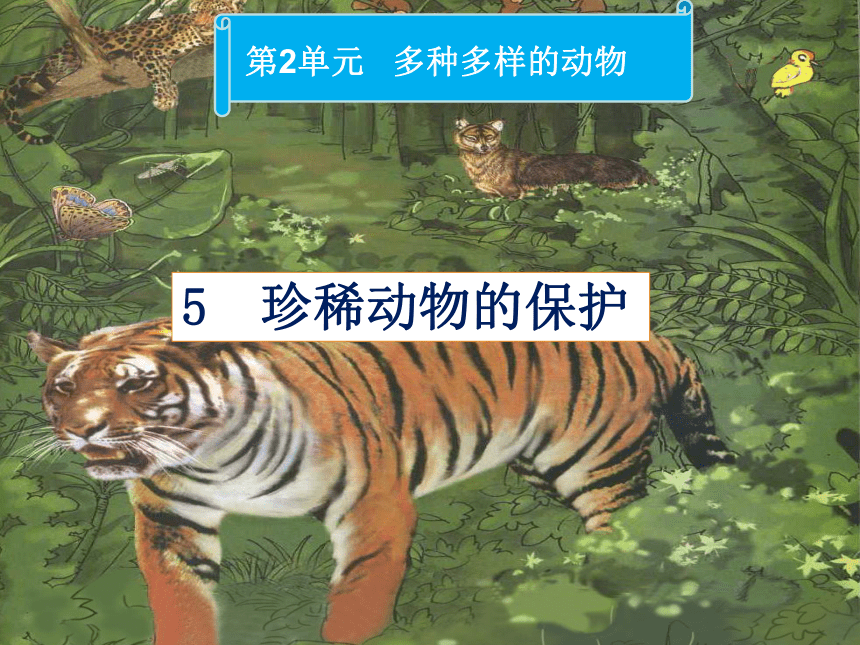 小学科学  湘教版  四年级上册  二 多种多样的动物  5 珍稀动物的保护 课件