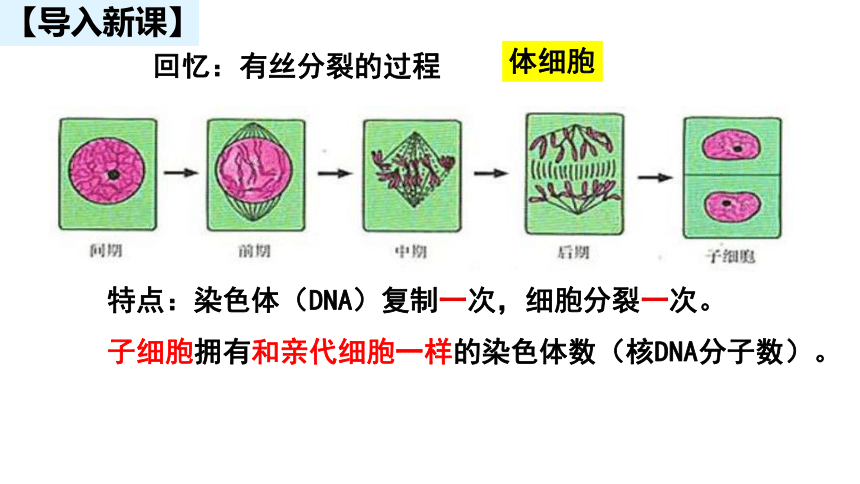 湖南省茶陵县第三中学人教版高中生物必修二 2.1减数分裂和受精作用 课件 (共57张PPT)
