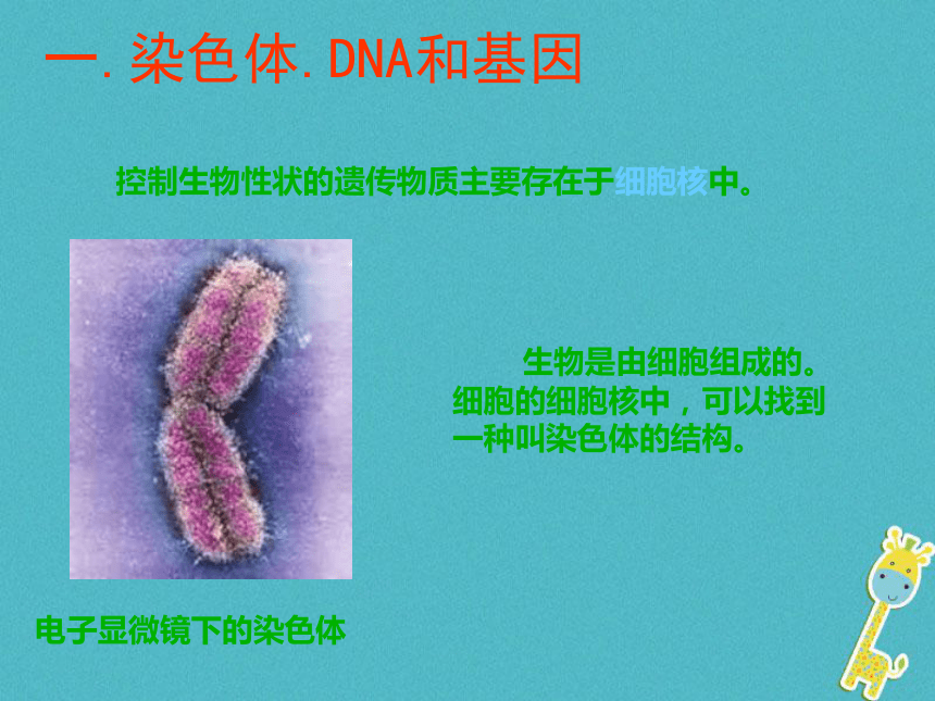 性状遗传的物质基础课件（28张）