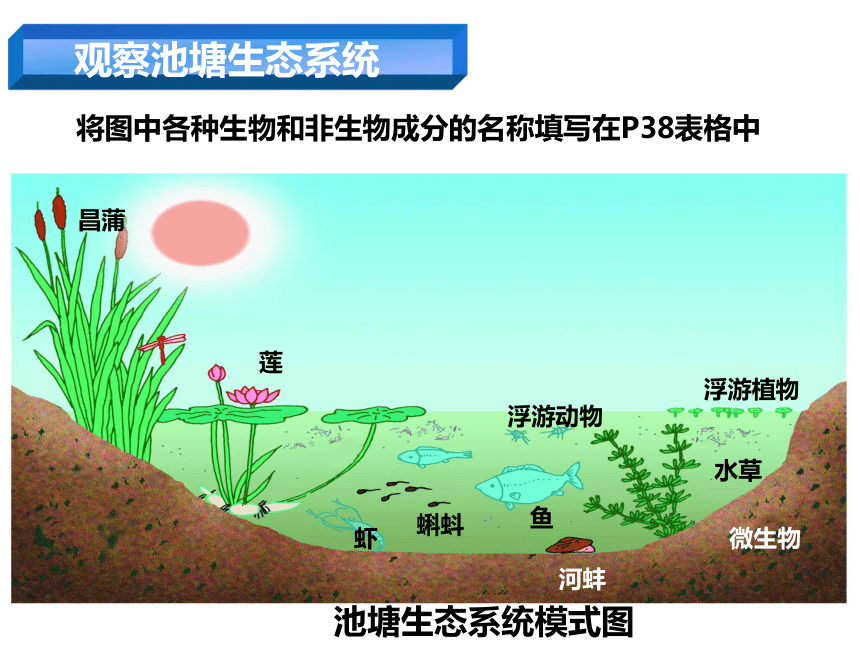 池塘生态系统图解图片