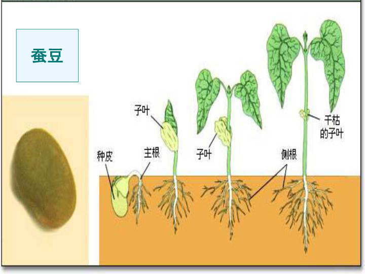 五年级上册科学观察绿豆芽的生长课件教科版共22张ppt