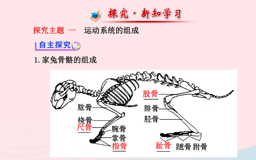 家兔的骨骼系统图图片