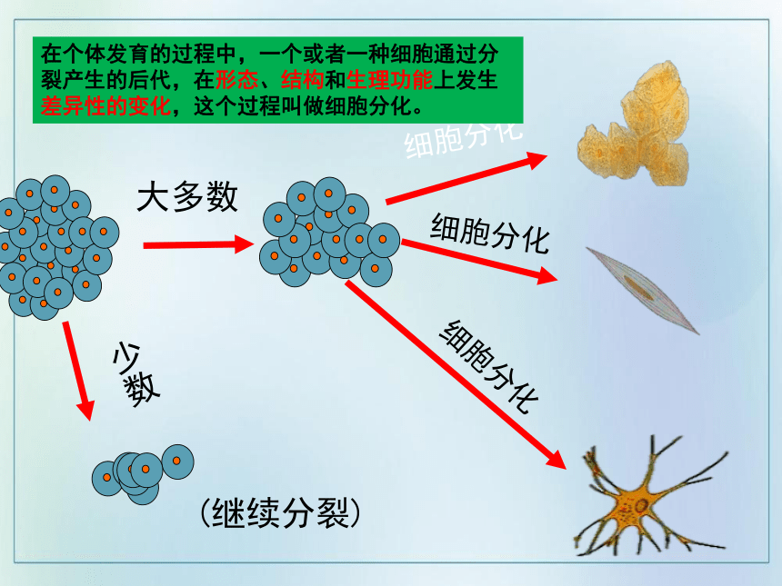 20212022學年度人教版七年級生物上冊222動物體的結構層次課件共25張