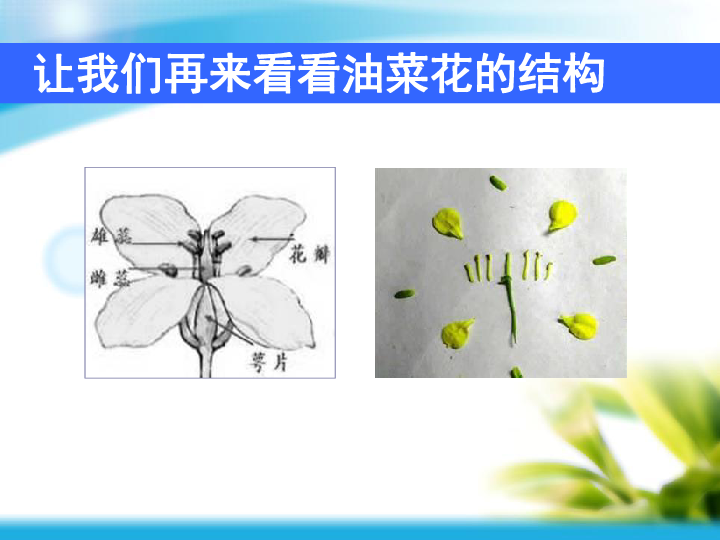 丁香花结构图图片