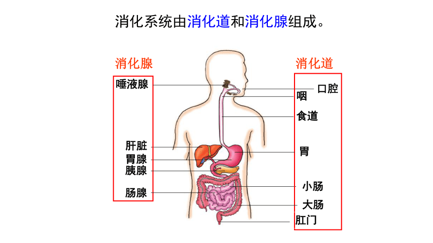 肠腺在哪里图片图片