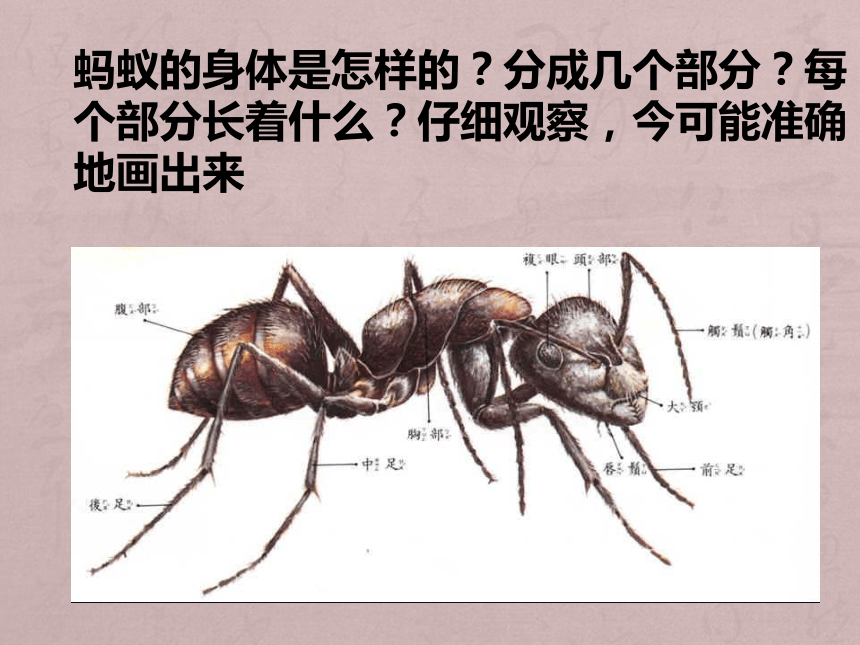 科学三年级上粤教粤科版1.3观察蚂蚁课件（31张）1