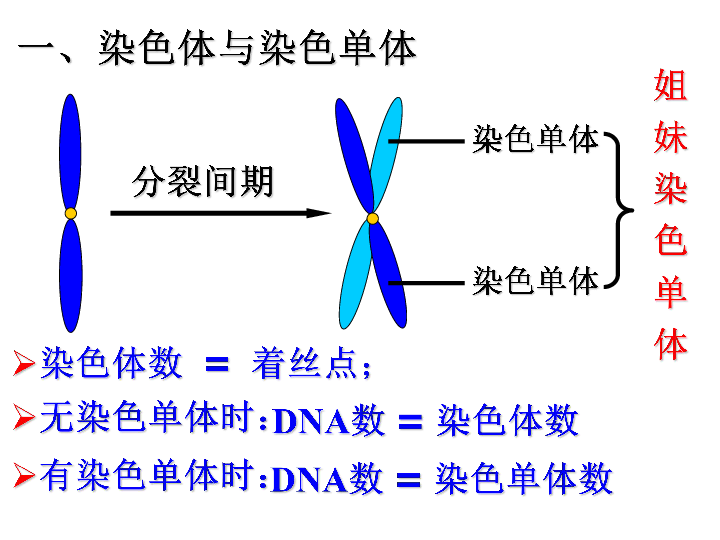 新人教版必修2高中生物第2章《基因与染色体的关系》知识点复习课件（共53张PPT）