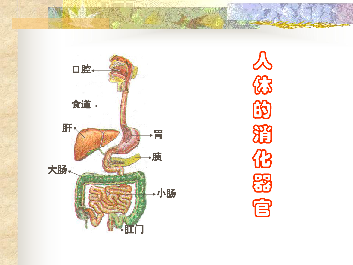 五年级下册科学课件- 《人体是怎样消化食物的》  北京版(共10张PPT)