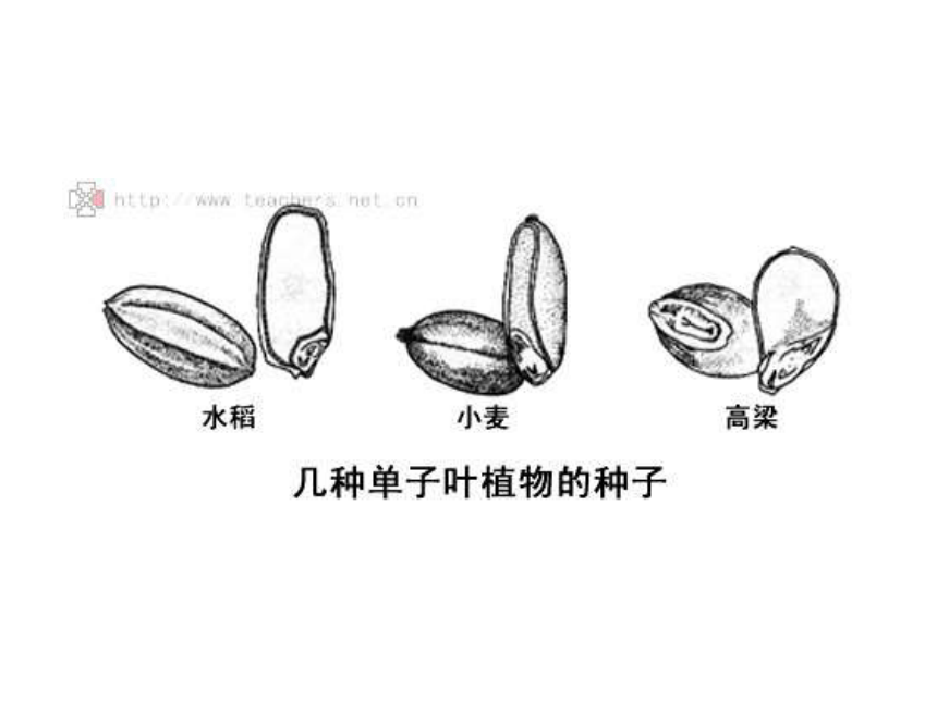 华师大版七年级下册第7章 植物和微生物的生殖与发育第二节种子的萌发和幼苗形成（32张PPT 含视频）