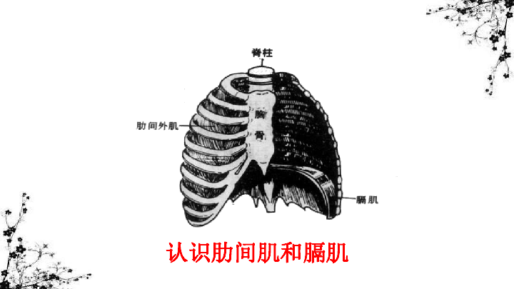 4.3 第二节 发生在肺内的气体交换 课件（28张ppt)+动画素材