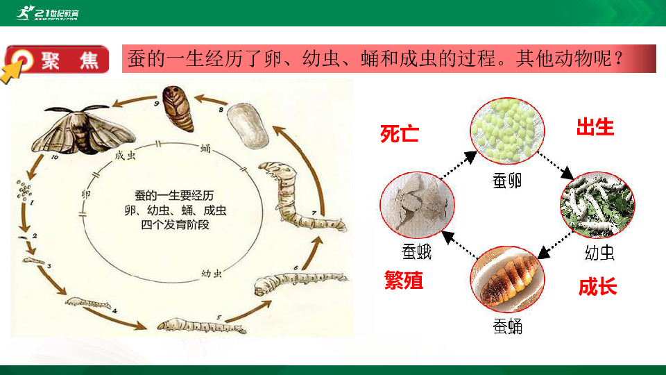 蚕蛹的一生四阶段图片图片