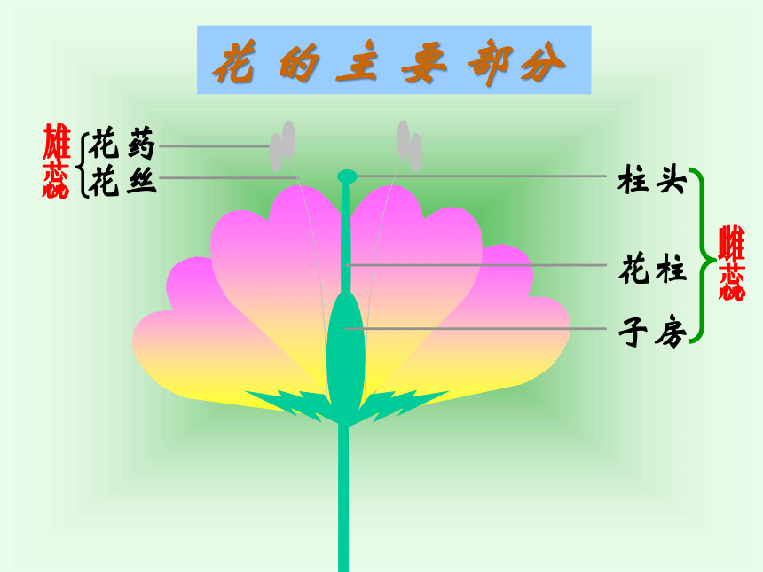 1植物的生殖課件(共38張ppt)2022--2023學年人教版生物八年級下冊-21