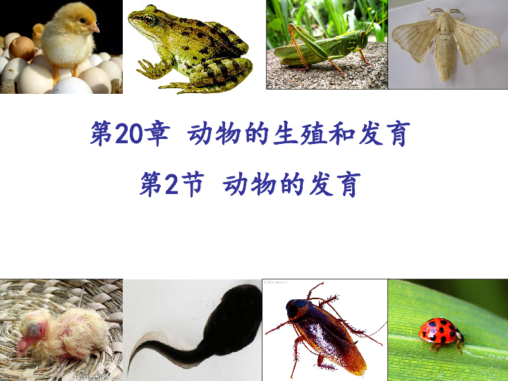 苏科版八年级上册生物 20.2动物的发育 课件(21张PPT)
