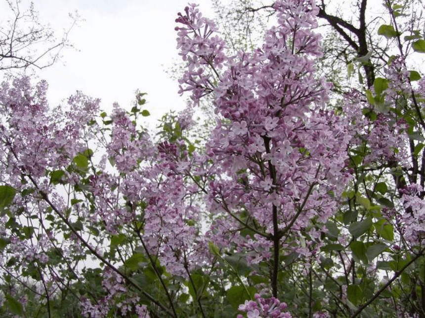 一株紫丁香