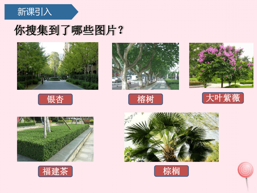 第四单元土壤与动植物12土壤与植物课件青岛版六三制(共17张PPT)