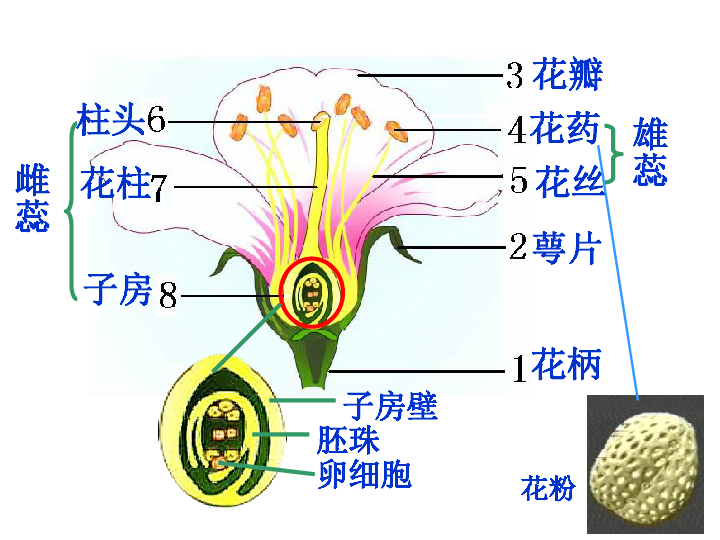 花与果关系图简笔画图片