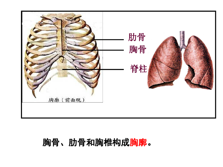 人教版生物七年级下册432发生在肺内的气体交换课件共24张ppt