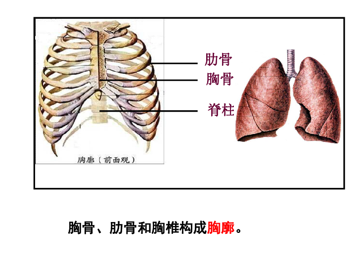 肺尖的位置图图片