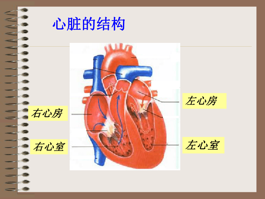 心脏和血管课件PPT下载2 青岛版科学五年级下册课件