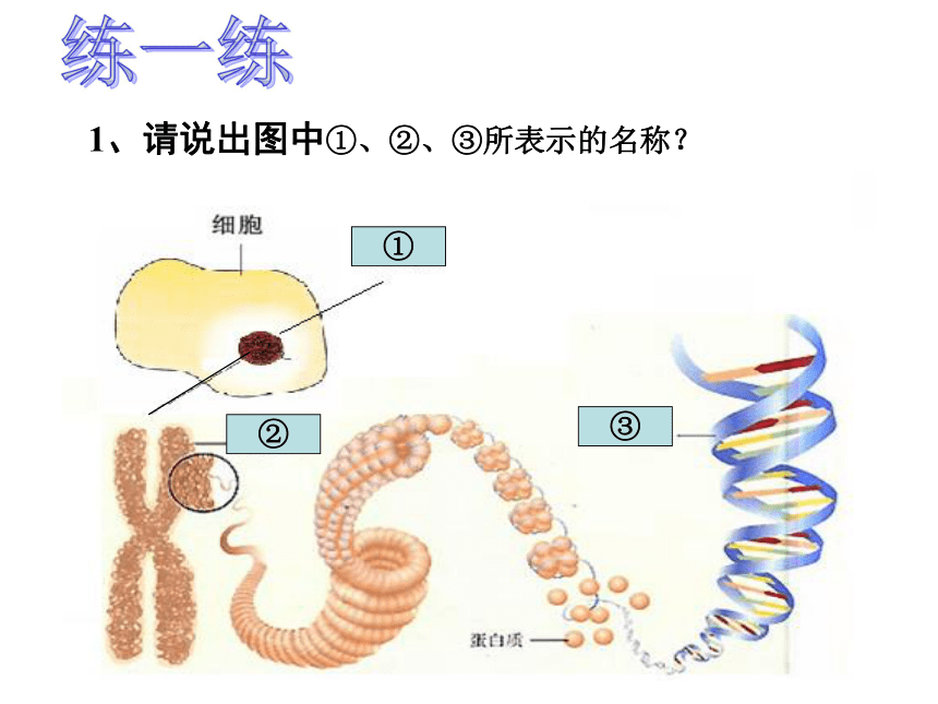 染色体与基因