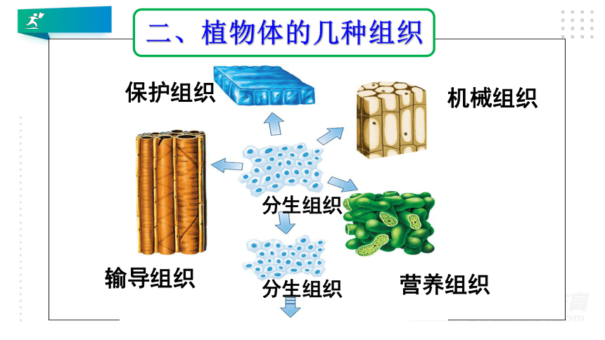 植物的五大组织结构图图片