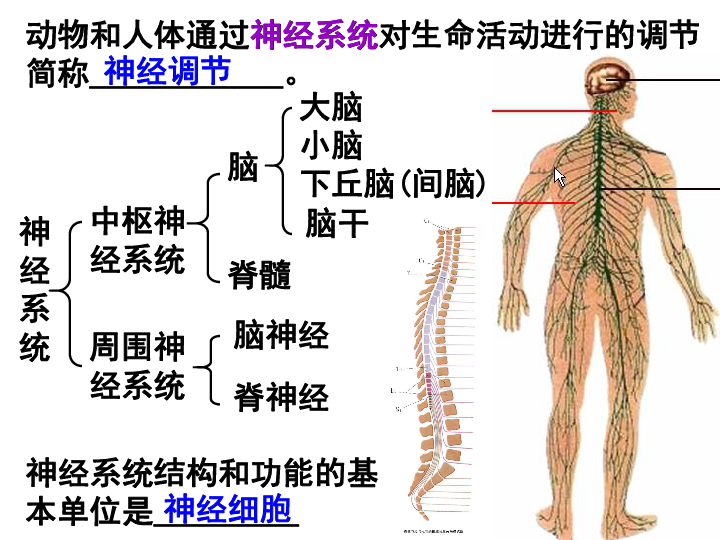 人教版 生物 必修3   2.1通过神经系统的调节（共40张ppt）