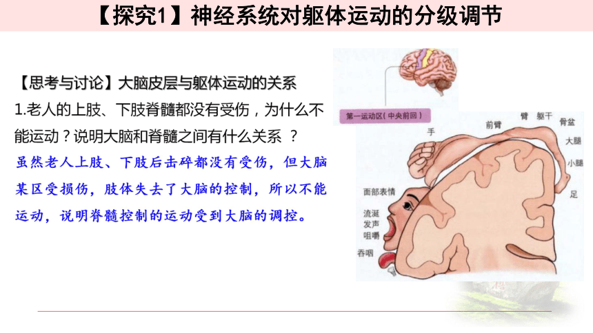 新教材人教版2019高中生物選擇性必修一24神經系統的分級調節課件共22